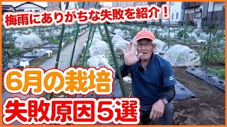 Five causes of failure during the rainy season learned from Japanese farmers !