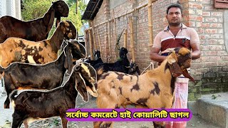 সর্বোচ্চ কমরেটে অসাধারণ বিগ হাই কোয়ালিটি খামার উপযোগী কালারফুল দুধের,গাভীন ও পাঠা ছাগল কিনুন।#goat