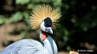 Grey Crowned Crane (HD-SLR Video)