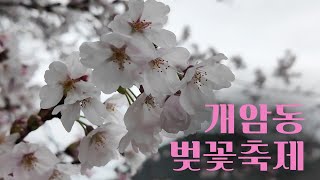 들썩들썩 모두가 즐거웠던 개암동 벚꽃축제🌸