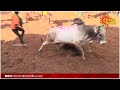 jallikattu வந்துட்டாரு rolex மாடு.. இந்த மாட பிடிக்க ஆள் இல்லையா.. avaniyapuram sun news