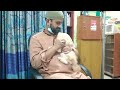 Cat Vaccination @ Veterinary Doctor in Dhaka, Bangladesh @ A Day in the Life of A Veterinarian 2021