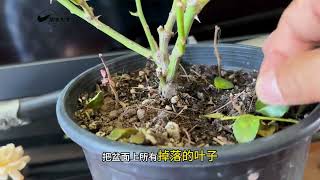 当发现植物叶子发黄就有可能生了红蜘蛛，对付红蜘蛛有什么药物