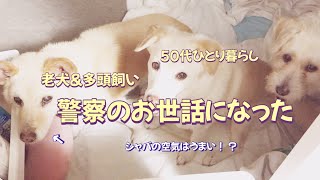 【16歳15歳13歳老犬】お巡りさん、その節はお世話になりました〜保護してくれた方ありがとうございます😭