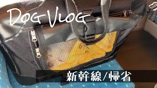 【犬Vlog】犬と20代主婦の新幹線でのドキドキする帰省/チワワ