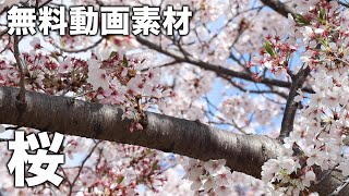 無料動画素材 【桜】  Free VIDEO 【Cherry Blossoms】