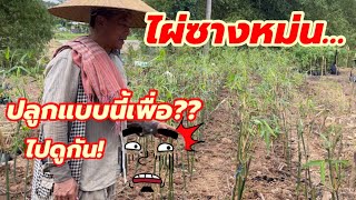 ไผ่ซางหม่น…ปลูกชิดแบบนี้เพื่ออะไร???…ไปดูกัน!