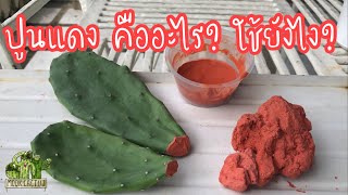 ปูนแดง คืออะไร ใช้อย่างไร How to use red lime | MookCactus