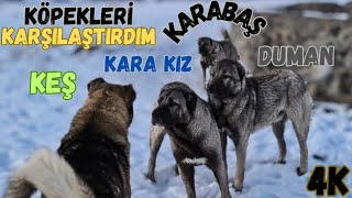 İKİ LİDERİN KARŞILAŞMASI | KEŞ VE KARABAŞI TEKRAR KARŞI KARŞIYA GETİRDİM | KANGAL VS ANADOLU ÇOBAN