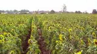 Sunflower garden