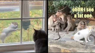 Monkey pulls fleas out of cat