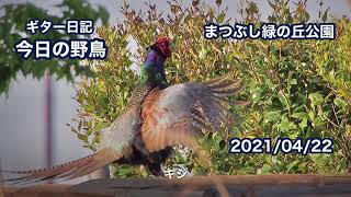 ギター日記　今日の野鳥　・　まつぶし緑の丘公園　2021年4月22日