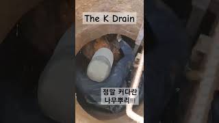 대전세종하수구막힘 맨홀속 거대한 나무뿌리 #drain