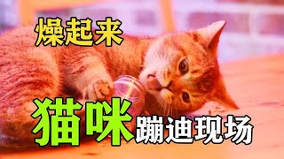 成都最地下的吸猫场所，猫咪嗨到停不下来。