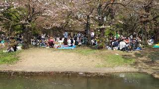 お花見散歩　代々木公園　2023/4/1 87