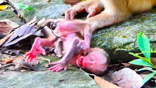 Poor Newborn Alfie Cries emotional ā Why Did Mom Amanda Leave Him on the Ground?