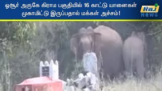 ஓசூர் அருகே கிராம பகுதியில் 16 காட்டு யானைகள் முகாமிட்டு இருப்பதால் மக்கள் அச்சம்!