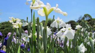 TOKYO JAPAN 堀切菖蒲園のハナショウブ　Iris garden 東京観光 花見頃