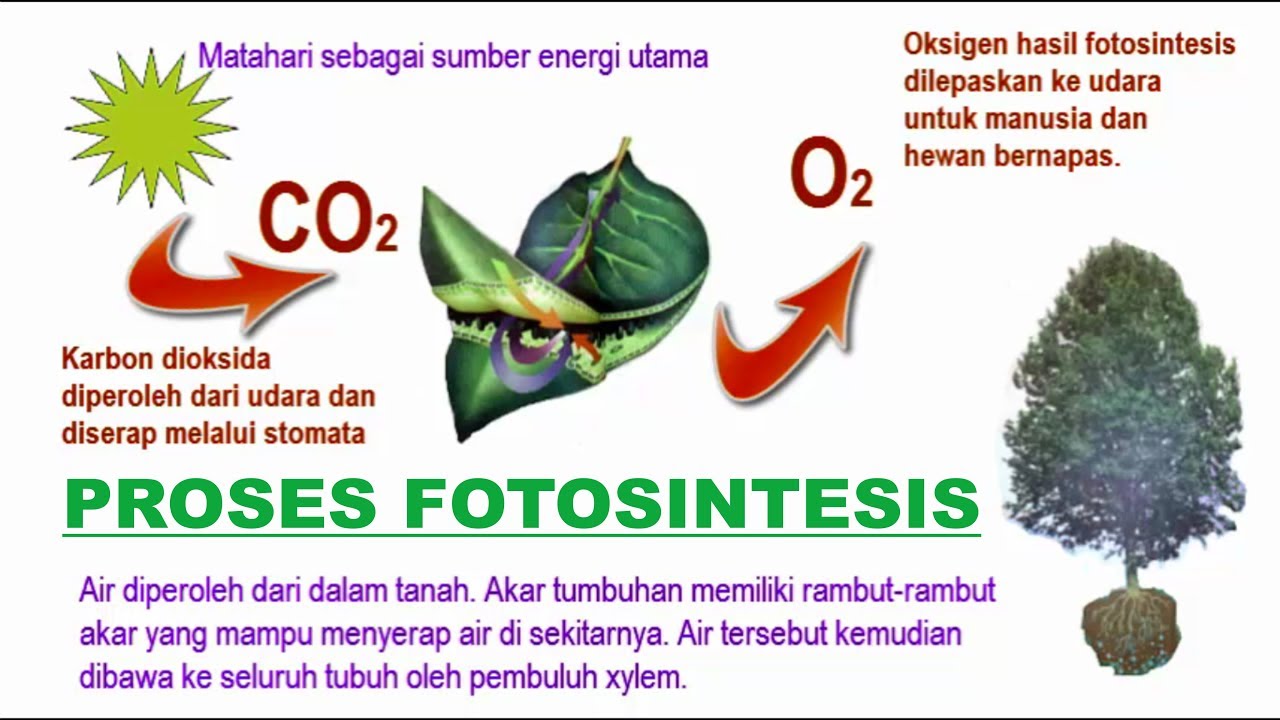 Proses Fotosintesis - YouTube