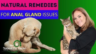 Natural Remedies for Anal Gland Problems in Dogs with Dr. Katie Woodley - The Natural Pet Doctor