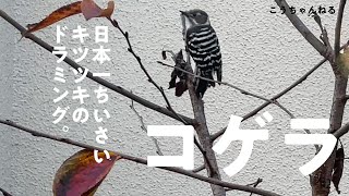 日本一小さいキツツキ、コゲラのドラミング (Japanese pygmy woodpecker drumming / Dendrocopos kizuki)