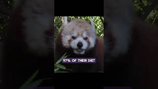 😱 Red Pandas are 3% DANGEROUS😱 #animals #nature