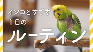 インコとすごす1日のルーティン