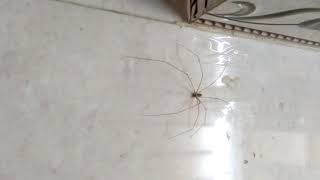 Spider -  எட்டுக்கால் பூச்சி