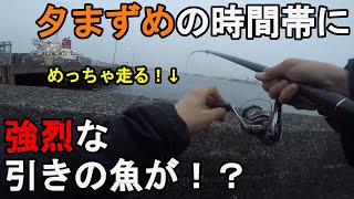 【神奈川県横浜市】夕まずめに強烈な引きの魚が！？春雨が降る4月下旬、神奈川県の東京湾側に面している直近で回遊魚の釣果実績があった釣り場で釣りしてみたら…！【2022.04.21】