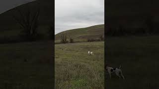 Stare down with a rooster! #pointer #pointerdog #gsp #pheasanthunting #hunting #birdhunting #birddog