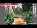 gopro撮影、柴犬目線で山を走る動画