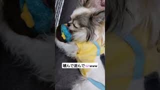 遊び方のクセ【チワワ】#shorts #チワワ #ちわわ #犬 #小型犬 #dog #ペット