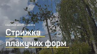 ОБРЕЗКА плакучих растений. Формируем ФОРМУ ЗОНТ. Стрижка ивы НА ШТАМБЕ. Мадейра