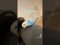 ココの日常 インコ セキセイインコ インコのいる生活 インコのいる暮らし インコ動画 動物 動物大好き 癒し