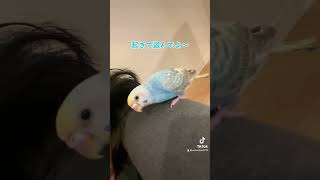 #ココの日常 #インコ #セキセイインコ #インコのいる生活 #インコのいる暮らし #インコ動画 #動物 #動物大好き #癒し