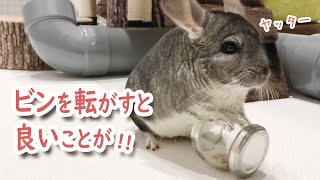 【チンチラ】ビンを転がすと良いことがあると知ったチンチラ！