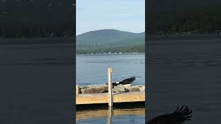 Bald Eagle Swims to Shore