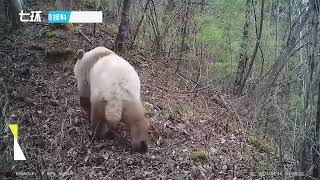 陕西秦岭第10次发现野生棕色大熊猫