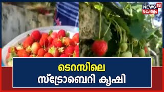 നാടൻ മുതൽ ഹൈബ്രിഡ് വരെ; ടെറസിനെ Strawberry കൃഷിയിടമാക്കി അധ്യാപകനായ സുനിൽ | Kerala News