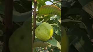 Taiwan pink Guava fruits tray plants. Taiwan pink amrud ke ped 1 saal ke baad.