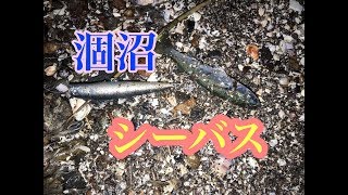 シーバス釣りに行ったら小魚の大群に遭遇【涸沼シーバス】【大洗 釣り】【シーバス 釣り】