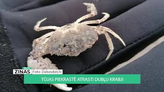 ReTV: Tūjas piekrastē atrasti dubļu krabji