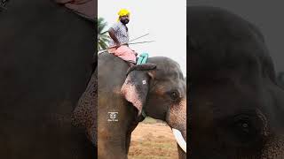 ചെക്കൻ എവിടെ ചെന്നാലും മാസ്സ് ആണല്ലോ 🔥🔥🔥🔥🔥🔥 #keralaelephant #elephant #love #shortvideo