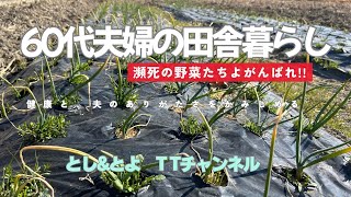 60代夫婦の田舎暮らし【１ケ月放置した畑は・・】 健康と夫のありがたみをかみしめる