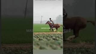 Horse running video#short#video