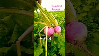 BEAUTIFUL TURNIPS | SHALJAM #shorts #turnips #viralvideo #trendingshorts #shaljam #shalgam #short