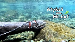 Huh? I don't remember Ui wanting to swim in the river so much. [Otter life Day 683]