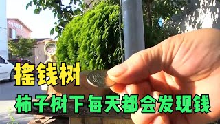 【野兽beast】她家得柿子树下每天都会发现钱 可附近全部是柿子树 唯独她家有