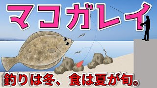 【マコガレイ】日本沿岸に広く分布、釣りは冬、食は夏に旬を迎える