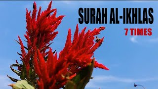 Surah Al-Ikhlas 7 Times